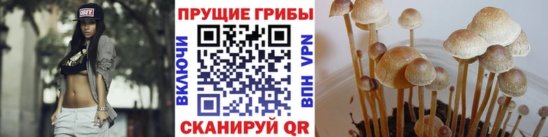 Галлюциногенные грибы мухоморы  кракен как зайти  Приморск 